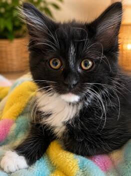 Little Man -  Domestic Medium Hair Cat for Adoption in Santa Cruz, California - Little Man | PetCurious
