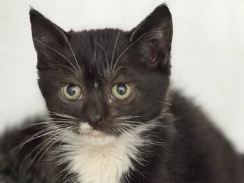 Silkworm -  Domestic Short Hair Cat for Adoption in Portland, Oregon - Silkworm | PetCurious
