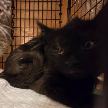 Olive -  Domestic Long Hair Cat for Adoption in Grantsville, Utah - Olive | PetCurious