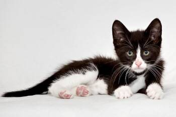 Rescue Domestic Short Hair Cats for Adoption in Washburn, Wisconsin - Robin | PetCurious