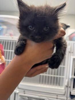 Miso -  Domestic Medium Hair Cat for Adoption in New Kensington, Pennsylvania - Miso | PetCurious