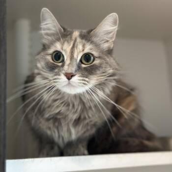Domestic Medium Hair Cats Available for Adoption in Matteson, Illinois - Hydra | PetCurious