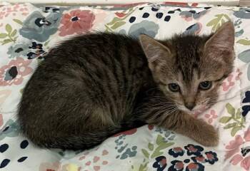 Domestic Short Hair Cats Available for Adoption in Saint Clairsville, Ohio - Raven | PetCurious