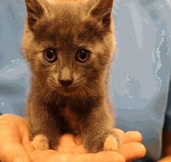True -  Dilute Tortoiseshell Cat for Adoption in Calgary, Alberta - True | PetCurious