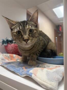 Jellybean -  Domestic Short Hair Cat Available for Adoption in Black Eagle, Montana - Jellybean | PetCurious