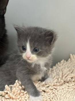Fili 441-26 -  Domestic Short Hair Cat for Adoption in Cumming, Georgia - Fili 441-26 | PetCurious