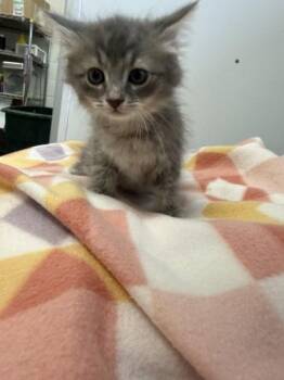 Penni -  Domestic Short Hair Cat for Adoption in Spruce Pine, North Carolina - Penni | PetCurious