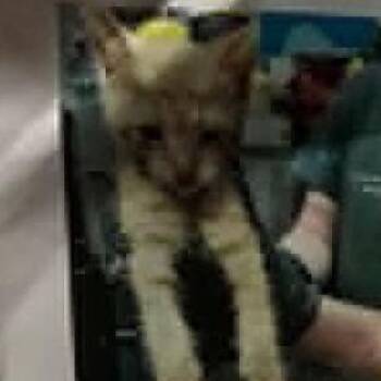 Scarlett -  Domestic Short Hair Cat for Adoption in Bentonville, Arkansas - Scarlett | PetCurious