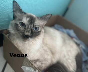 Rescue Siamese Cats for Adoption in Gun Barrel City, Texas - Venus | PetCurious