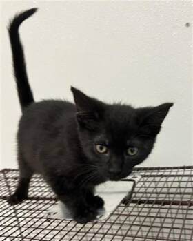 Rescue Domestic Short Hair Cats for Adoption in Hayward, California - YAYA | PetCurious
