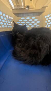 Domestic Long Hair Cats Available for Adoption - Nyx | PetCurious