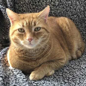 Domestic Short Hair Cats Available for Adoption - Reggie | PetCurious