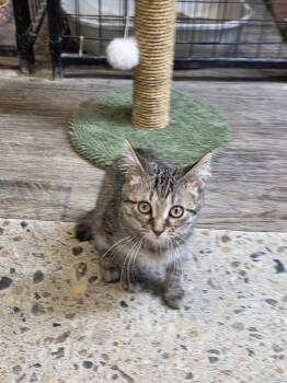Bobilina -  Domestic Medium Hair Cat for Adoption in Mishawaka, Indiana - Bobilina | PetCurious