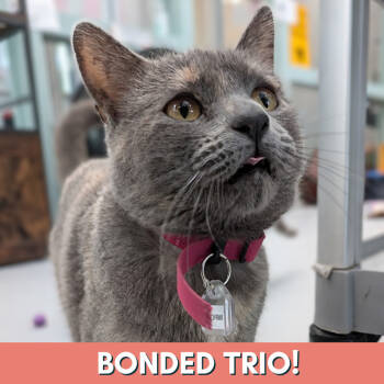 Rescue Domestic Short Hair Cats for Adoption in Lakewood, Colorado - Stormi | PetCurious