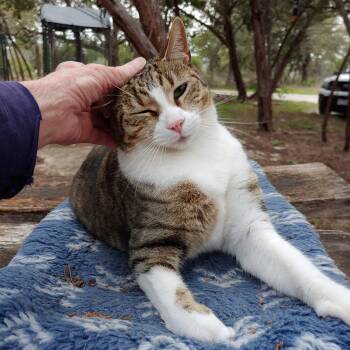 Rescue Domestic Short Hair Cats for Adoption in Fischer, Texas - Floyd | PetCurious