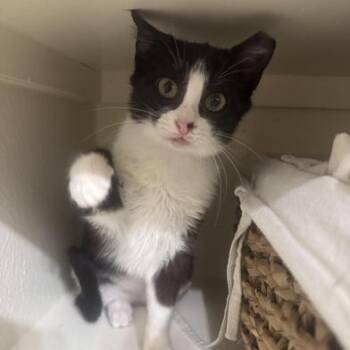 Cindy Pawford -  Domestic Short Hair Cat for Adoption in Liverpool, Texas - Cindy Pawford | PetCurious