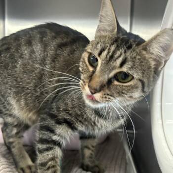 Leona -  Domestic Short Hair Cat for Adoption in Sarasota, Florida - Leona | PetCurious
