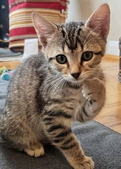 Miri -  Domestic Short Hair Cat for Adoption in Reston, Virginia - Miri | PetCurious
