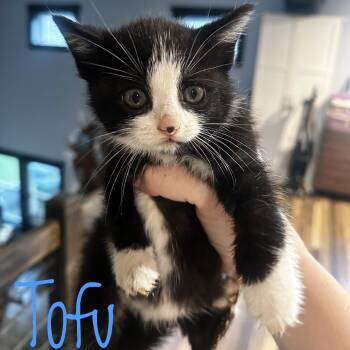 Tofu -  Domestic Short Hair Cat for Adoption in Bethel, Ohio - Tofu | PetCurious
