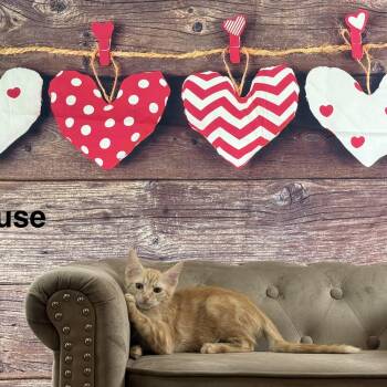 Toulouse -  Domestic Short Hair Cat for Adoption in Houston, Texas - Toulouse | PetCurious