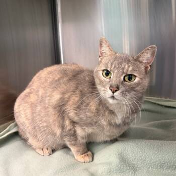 Rescue Domestic Short Hair Cats for Adoption in Parkersburg, West Virginia - Sister | PetCurious