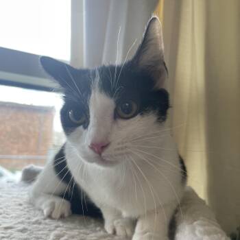 Tuxedo and Domestic Short Hair Cats Available for Adoption in Kansas City, Missouri - Miso  | PetCurious