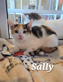Sally -  Domestic Short Hair Cat for Adoption in Sidney, Ohio - Sally | PetCurious