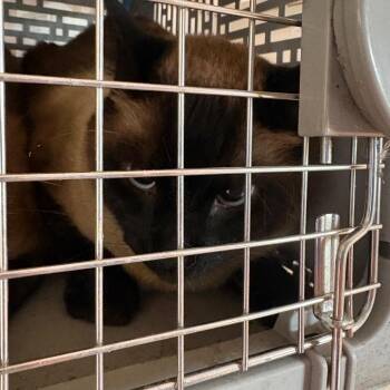 Sol -  Siamese Cat for Adoption in Goleta, California - Sol | PetCurious