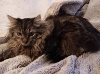 Maine Coon and Norwegian Forest Cat Cats Available for Adoption - Remington And Steele  | PetCurious