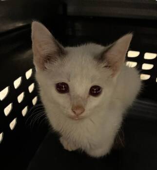 Frosted Flake -  Domestic Short Hair Cat for Adoption in Cincinnati, Ohio - Frosted Flake | PetCurious