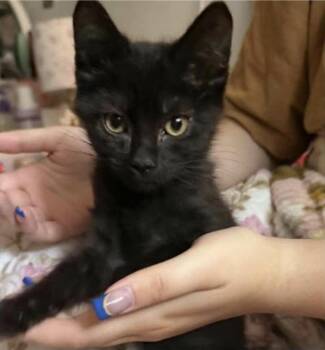 Dracary -  Domestic Short Hair Cat for Adoption in Eugene, Oregon - Dracary | PetCurious