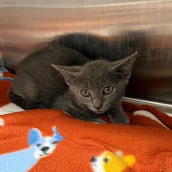 Spicy Cheeto -  Domestic Short Hair Cat for Adoption in Morganton, North Carolina - Spicy Cheeto | PetCurious