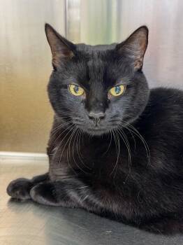 Rescue Domestic Short Hair Cats for Adoption in Scituate, Massachusetts - Whisper | PetCurious