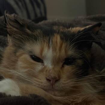 Domestic Long Hair Cats Available for Adoption in Eagle Mountain, Utah - Holly Berries Higgins | PetCurious