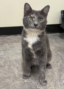 Domestic Short Hair Cats Available for Adoption in Cashiers, North Carolina - Belinda | PetCurious