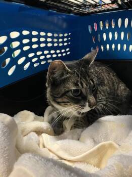 Domestic Short Hair Cats Available for Adoption in Long Beach, California - STRAWBERRY | PetCurious