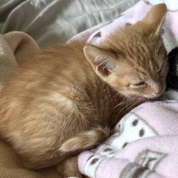 Theo -  American Shorthair Cat for Adoption in Fayetteville, North Carolina - Theo | PetCurious