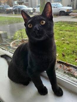 Rescue Domestic Short Hair Cats for Adoption in Burnaby, British Columbia - Austin | PetCurious