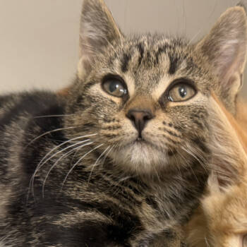 Rescue Domestic Short Hair Cats for Adoption in Voorhees Township, New Jersey - Henrietta | PetCurious