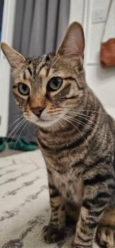 Lobo -  Domestic Short Hair Cat for Adoption in Pearland, Texas - Lobo | PetCurious