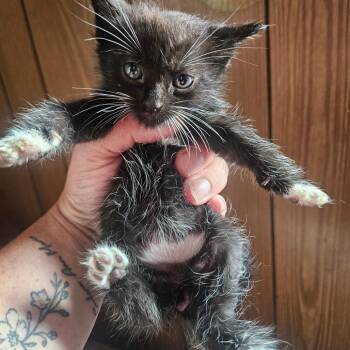 Helga -  Domestic Short Hair Cat for Adoption in Watertown, New York - Helga | PetCurious