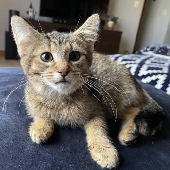 Rescue Domestic Short Hair Cats for Adoption in Byron Center, Michigan - Pearl | PetCurious