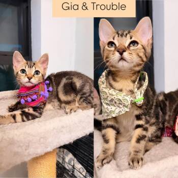 Gia and Trouble -  Tabby Cat for Adoption in Coral Gables, Florida - Gia And Trouble | PetCurious