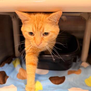 Domestic Short Hair Cats Available for Adoption in Indianapolis, Indiana - Colby Jack | PetCurious