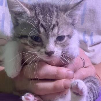 Cobalt -  Domestic Short Hair Cat for Adoption in Mt. Juliet, Tennessee - Cobalt | PetCurious
