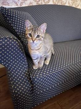 Orange Blossom -  Domestic Short Hair Cat for Adoption in Duxbury, Massachusetts - Orange Blossom | PetCurious