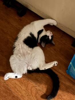 Picasso -  Domestic Short Hair Cat for Adoption in Jersey City, New Jersey - Picasso | PetCurious