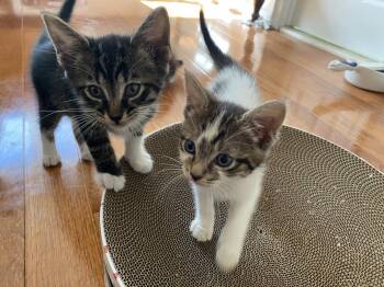 Cherish -  Domestic Short Hair Cat for Adoption in Herndon, Virginia - Cherish | PetCurious