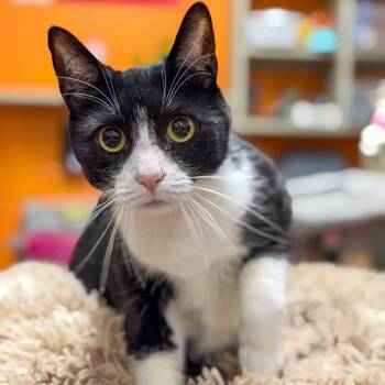 Loki -  Domestic Short Hair and Mixed Breed Cat for Adoption in Gainesville, Georgia - Loki | PetCurious