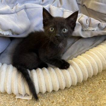 Boba -  Domestic Short Hair Cat Available for Adoption in Goleta, California - Boba | PetCurious